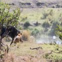 TZA MAR SerengetiNP 2016DEC24 LemalaEwanjan 080 : 2016, 2016 - African Adventures, Africa, Date, December, Eastern, Lemala Ewanjan Camp, Mara, Month, Places, Serengeti National Park, Tanzania, Trips, Year